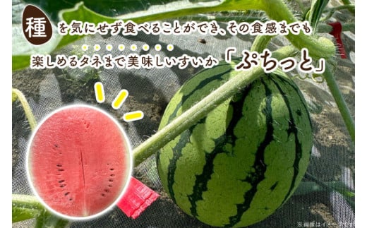 タネまで食べられる？！ タネまで美味しいスイカ「ぷちっと」約6kg（2玉）｜沖縄 沖縄県 豊見城市 ふるさと納税 果物 スイカ フルーツ すいか 送料無料(CI002)