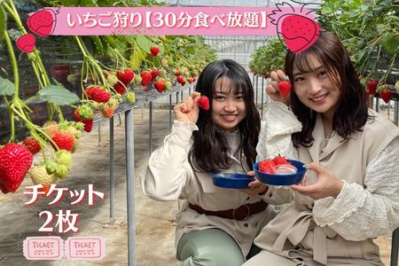 体験 いちご狩り 30分 食べ放題 チケット 2枚 磯山観光いちご園 いちご狩り
