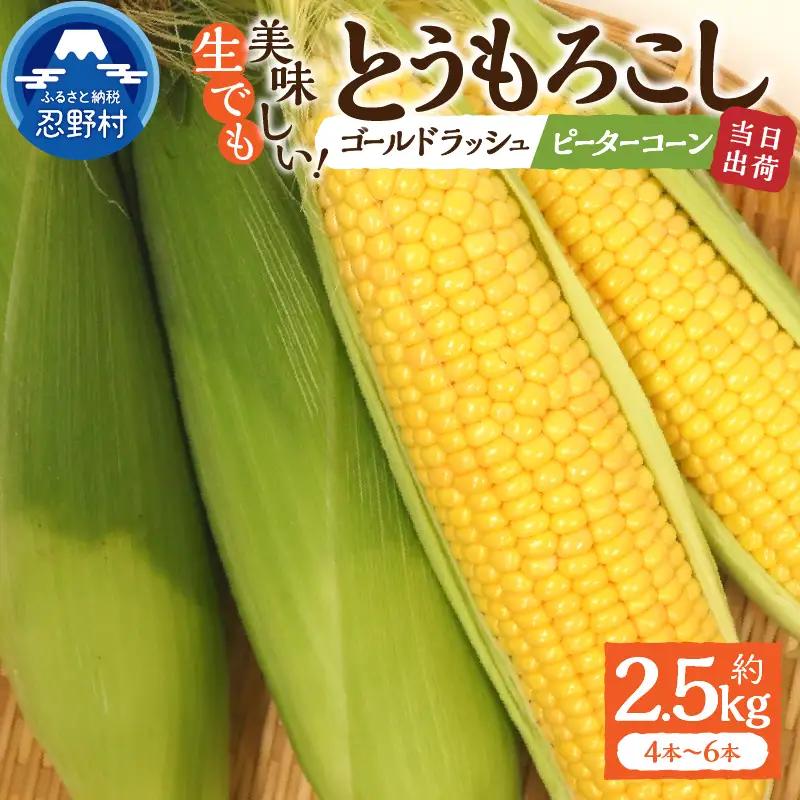 富士北麓忍野村の気候、水、自然で作られた朝採りトウモロコシ【ゴールドラッシュ・ピーターコーン】詰め合わせセット 約2.5kg