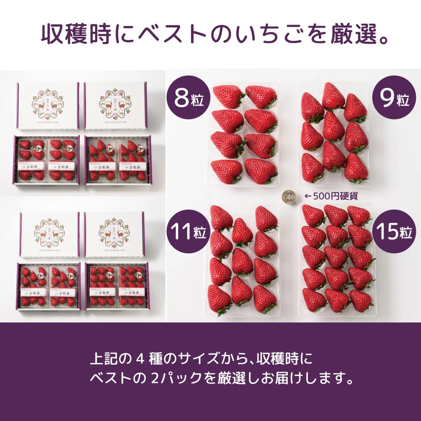 先行予約 数量限定 朝採り 古都華 完熟 1月より順次発送奈良県特産 朝採り高級ブランドいちご「古都華」 // いちご イチゴ 古都華 フルーツ 果物 旬 限定 ブランド 朝採り 完熟 いちご ことか