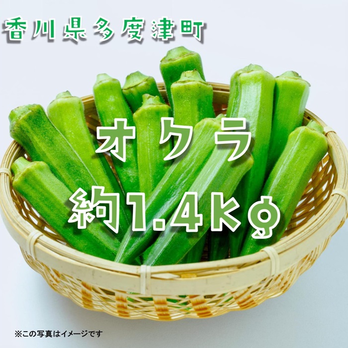 オクラ約1.4kg　20ネットまたはバラ詰め【A-143】