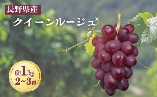 【2026年先行予約】クイーンルージュ® 約1kg（2~3房）｜ぶどう 大粒 赤ぶどう 種無し 皮ごと 信州 長野県 千曲市｜ぶどう 大粒 赤ぶどう 種無し 皮ごと 信州 長野県 千曲市