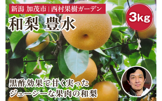 【2025年先行予約】新潟産 西村の黒酢ミネラル栽培 梨 豊水3kg（5～10玉）《9月上旬以降発送》ほうすい 玄米黒酢やヨーグルトを散布して育てた梨  果物 フルーツ ギフト 加茂市 西村果樹ガーデン