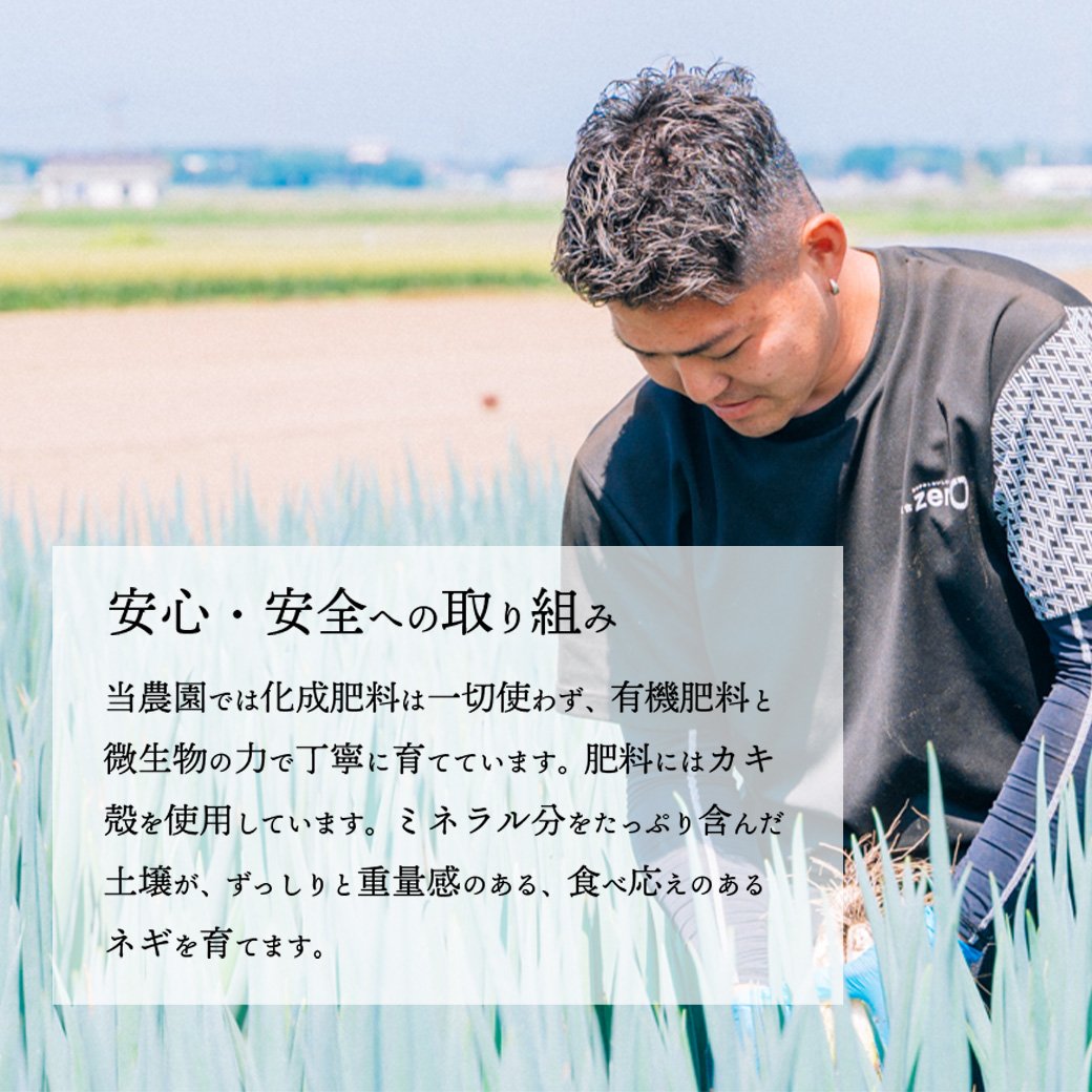 【先行受付 2026年11月以降発送開始】長ネギ 約5kg 2L 約24本～30本 茨城県産 八千代町産 野菜 農家直送 化成肥料不使用 有機肥料100% ねぎ 長ねぎ ネギ 旨味 認定農業者 850