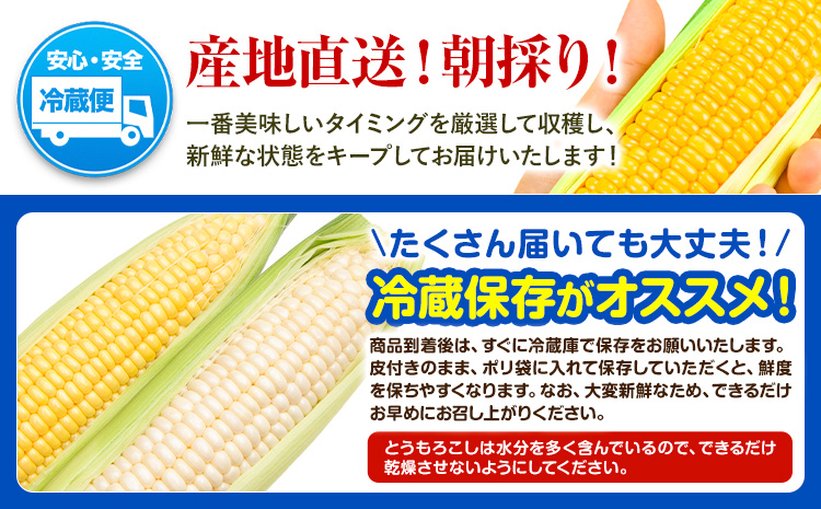 【2026年発送 先行予約】【 のざわ農園 】スイートコーン 10本 前後（約4kg） とうもろこし コーン とうきび 北海道 日高産