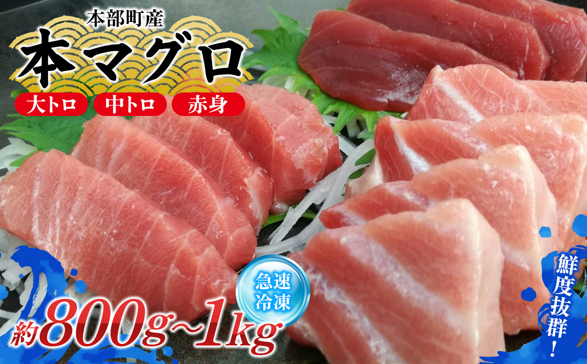 本部町産　本マグロづくし（大トロ・中トロ・赤身）約800g～1000g 鮪 本マグロ 送料無料 ギフト グルメ お祝い 贈答品 プレゼント 土産 お取り寄せ 柵 大トロ 上トロ 中トロ 赤身 刺身 さ