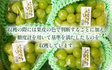 【令和7年産先行予約】シャインマスカット　約2kg (3～4房)　重ちゃん農園