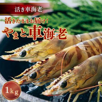 ふるさと納税 天草市 【指定日必須】活き車海老「やまと車海老」1kg〈先行受付〉_S010-008