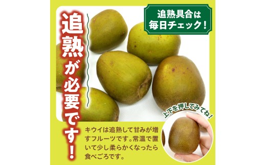 【先行受付】【2026年12月上旬～発送 】レッドキウイ 1.8kg / 稀少 甘い 呉 広島 フルーツ 美容 健康 キウイ 呉市 広島県 ku149-008-26