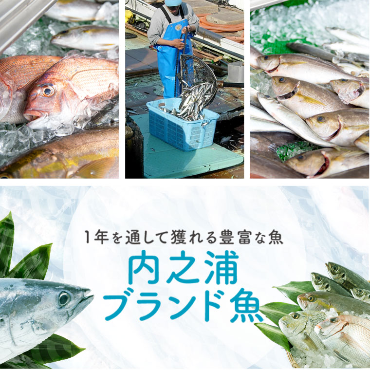 【C09001】魚屋さんの選んだ新鮮お魚詰め合わせ