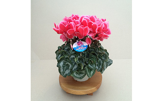 【2026年 先行予約】シクラメン リップスオレンジ 6号 | 根本園芸 【53850-008-02】