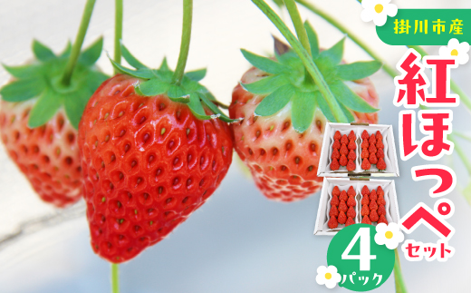 紅ほっぺセット(4パック　約1040g)　甘さと酸味がほどよく後味爽やかないちご【配送不可地域：離島・北海道・沖縄県・四国・九州】