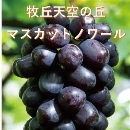 【2026年発送】10月下旬より発送「牧丘天空の丘マスカットノワール」約1kg(2～3房)【配送不可地域：離島】【1579849】