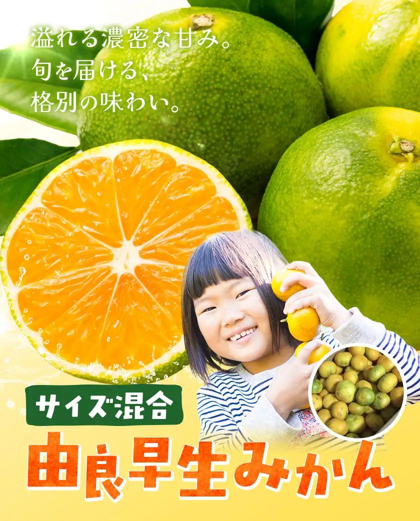 みかん 由良 早生 みかん 約3kg エイワ商店