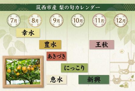 【 JA 北つくば 】 筑西ブランド 認証品 幸水 5kg 2026年産 先行予約