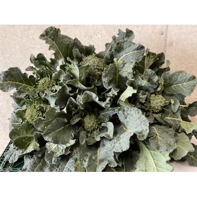 ふるさと納税 秦野市 【2026年3月発送予定】「春の茎ブロッコリー(アレッタ)」1300g from 名水の里 秦野