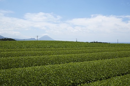 039-04 知覧茶を楽しむバラエティセット