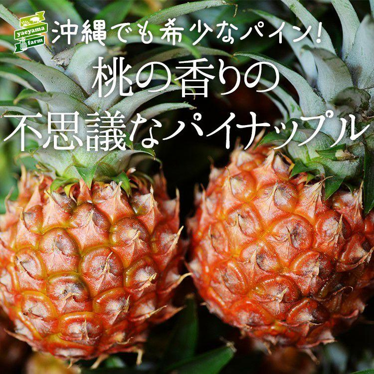 ＜先行予約＞ 石垣島産 パイナップル・ピーチ種 約2.4kg(3～4玉) | 沖縄県 石垣市 石垣島 南国 フルーツ 果物 季節限定 パイン