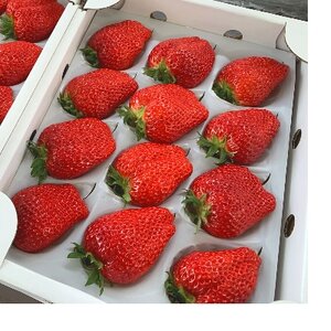 【1月～2月上旬発送分】プレミアいちごLL/紅ほっぺ/朝摘み/ 12玉1箱【配送不可地域：離島・北海道・沖縄県】【1209755】