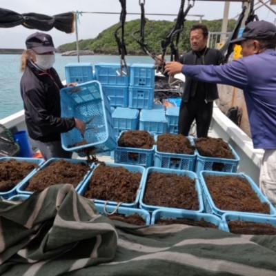 ふるさと納税 伊平屋村 シャキシャキ 太もずく 1.6kg(400g×4パック)塩もずく |  | 03