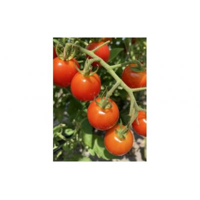 ふるさと納税 善通寺市 【先行予約受付中】夏のお野菜セット ( 旬の夏野菜 5〜10種類前後 ) |  | 02