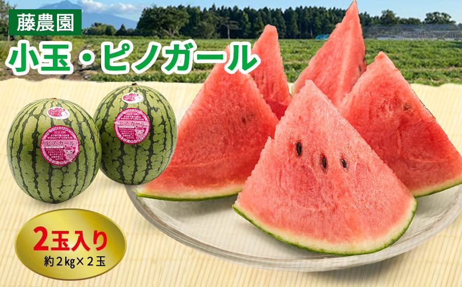 
                  スイカ (小玉) ピノガール2玉 青森産 産直｜つがる市産 2026年産 令和8年 夏 すいか 西瓜 果物 フルーツ 旬 特産 藤農園 農福連携 [0834]
                