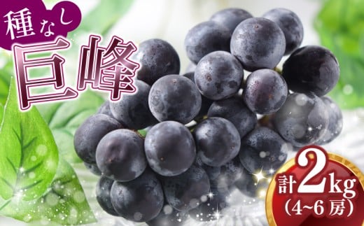 【2026年8月中旬から発送】 先行予約 種なし巨峰 巨峰 種なし 2026 ２kg 4～6房 冷蔵 巨峰 きょほう キョホウ 葡萄 ぶどう ブドウ フルーツ 果物 福岡県川崎町 おおた農園  数量限定