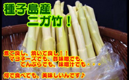 【 5月～6月 】 種子島 産 ニガダケ (根本部分と先部分) 計2kg　NFN498【250pt】  