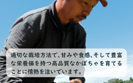 【先行予約】奥能登 穴水産 「赤土 夏かぼちゃ」約10kg(約4~7個)【2026年8月頃より順次発送】|  南瓜 カボチャ 甘い