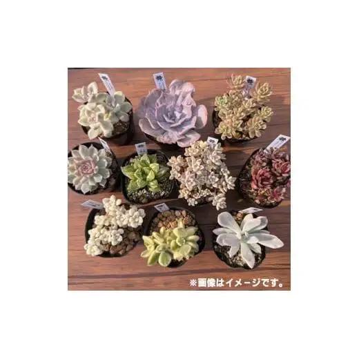 多肉植物ポット苗の錦（斑入り）10個セット [1227]