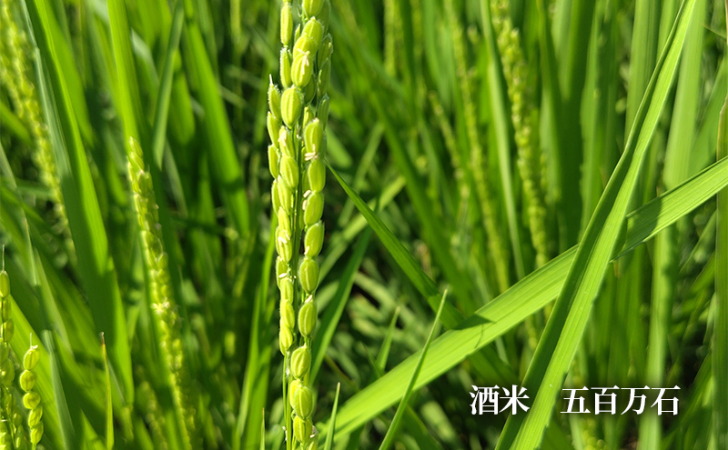 【ふるさと納税】 蔵元直送 うめ～ぇさんだ ほのかな梅の香 ( 900ml ) 贈答品 中元 歳暮 お中元 お歳暮 新年 年末 贈り物 ギフト 日本酒 お酒 酒 さけ サケ 人気 おすすめ 送料無料 