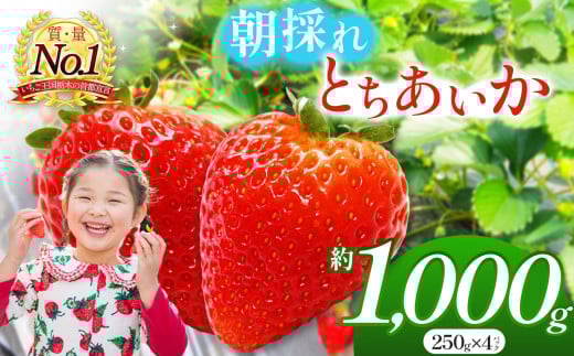 朝採れのいちご とちあいか 朝摘み いちご 苺 イチゴ ストロベリー 大きい 美味しい 果汁 甘い あまい 1000g 真岡市 栃木県 送料無料