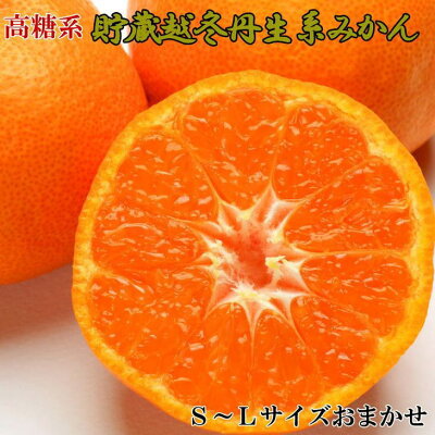 ZD6218n_【高糖系】【2026年先行予約】貯蔵越冬 丹生系 みかん 5kg (S～Lサイズおまかせ)