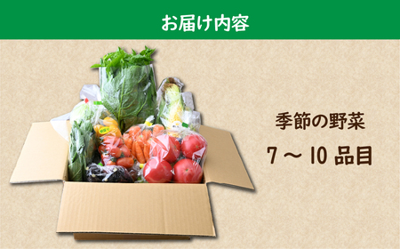 茂木町産 朝採れ 季節の野菜詰め合せ | 野菜詰め合せ 野菜詰め合せ 野菜詰め合せ 野菜詰め合せ 野菜詰め合せ