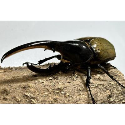 ふるさと納税 白浜町 ヘラクレスオオカブトペア(オス120mm〜130mm前後・メスフリー)