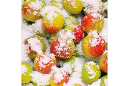 贈答 紀州南高梅 こんぶ風味梅木樽入り 1kg