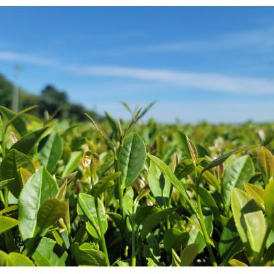 ふるさと納税 さつま町 オーガニック和紅茶!明日香の紅茶〜grace〜(10個入×6袋) |  | 03