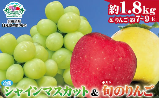 [No.5657-3846]冷蔵シャインマスカット 約1.8kg (3房)＆旬のりんご 中大玉 (約7～9玉) 《信州須坂　日滝原の贈りもの》■2024発送■※11月中旬頃～12月下旬頃まで順次発送予定