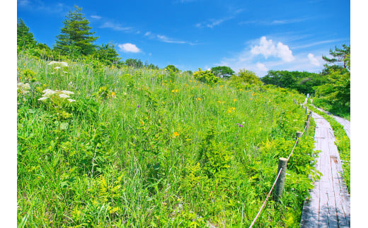 【八島湿原 ぐるっとウォーク】～花と生きものたちとの出会い　癒やしの湿原めぐり～ツアー参加券３名様分／八ヶ岳登山企画 ハイキング 体験 アウトドア 子供 チケット 観光 長野 諏訪【88-06】