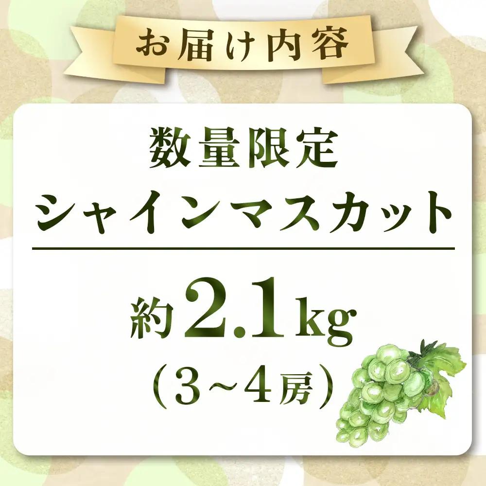 ぶどう 【産直もぎたて】シャインマスカット 2.1kg