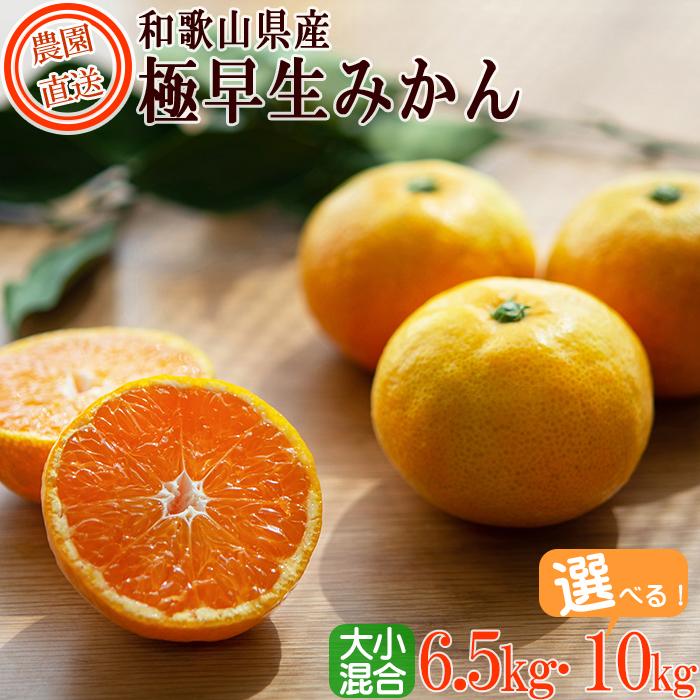 【ふるさと納税】【選べる容量】極早生みかん 約6.5kg or 約10kg 大小混合 《ご家庭用》ちょっと訳あり 和歌山県より農園直送！まごころ産直みかん【北海道・沖縄県・一部離島 配送不可】混合サイズ ミカン 蜜柑 温州みかん わけあり 訳アリ【Mg2】