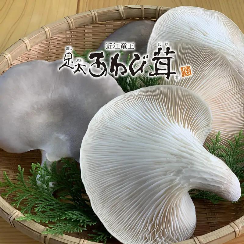 足太あわび茸（生）150g × 2袋 計300g きのこ キノコ