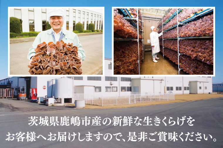 KL-3 コリコリ食感!生きくらげ