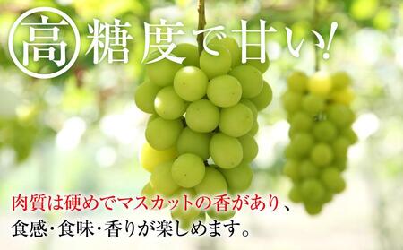 【先行予約】2025  シャインマスカット　粒つぶパックマン【訳ありパック】 2パック　約1キロ　長野県産【10月中旬頃～順次発送予定 】国際特許有機肥料栽培