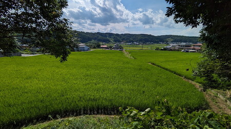 【11月下旬発送】14-6 天水の棚田米 特別栽培米 コシヒカリ 5kg 栃木県