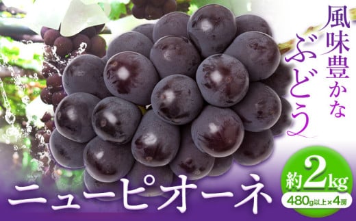 【2025年先行予約】ニューピオーネ 1房480ｇ以上 約2kg ４房 株式会社山博(中本青果)《2025年8月下旬-10上旬頃出荷》岡山県 浅口市 ぶどう フルーツ 旬 果物 国産 岡山県産 送料無料【配送不可地域あり】