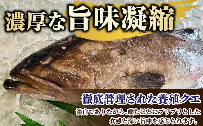 【五島列島直送】クエ鍋セット 500g【有福水産】 [RBV010]