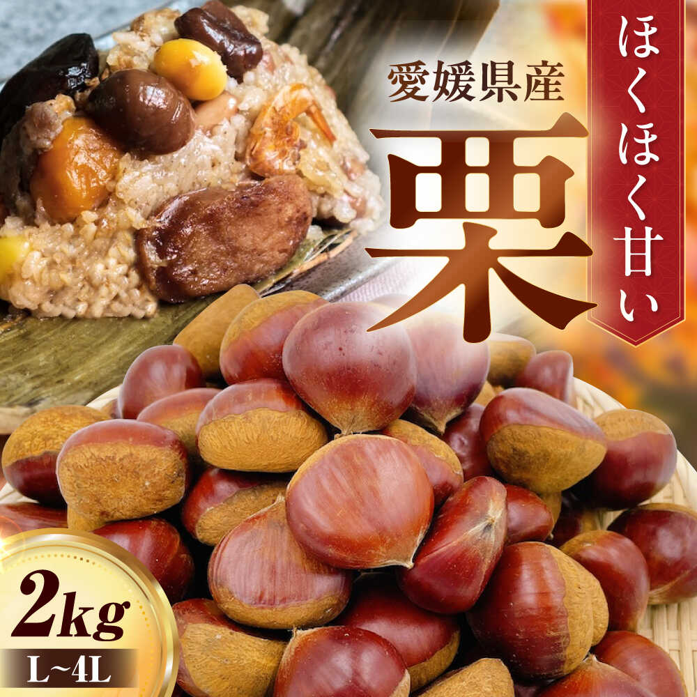 【ふるさと納税】【先行予約】【9月下旬より順次発送】栗2kg（L〜4Lサイズ） 大洲市/フジ・アグリフーズ [AGBA022]栗 テリーヌ 甘露煮 栗ごはん 栗の渋皮煮 秋の味覚 くり 和菓子 栗ご飯 栗きんとん スイーツ クリ モンブラン マロン 栗 くり 果物 秋果物 フルーツ