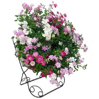 ふるさと納税 藤枝市 【母の日に!】四季咲きミニバラ(レンゲローズ)リング植え　スタンド付 |  | 01