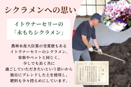 〈予約品〉希少！シクラメン ５号鉢 天使のはね 高品質 高評価 農林水産大臣賞受賞歴あり 花 ピンク 白 赤 プレゼント 贈り物 鉢花 鉢 ガーデン ガーデニング 愛知県産 クリスマス -223